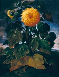 Doppelte Sonnenblume
